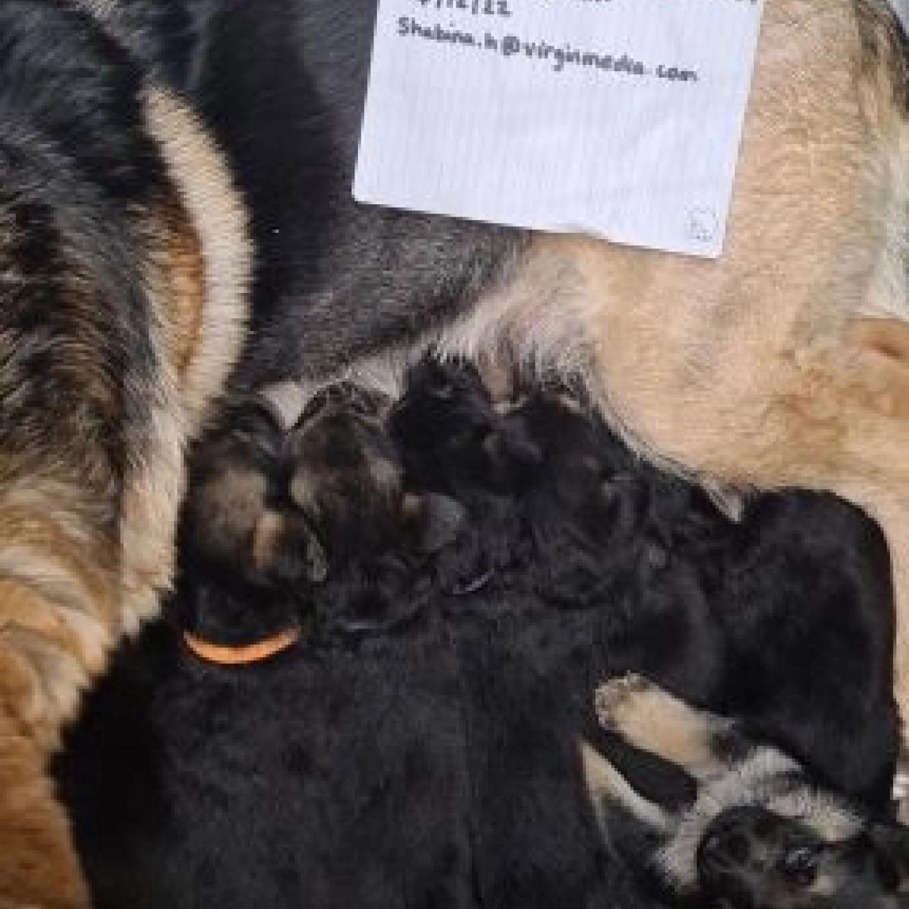 German shepherd pups