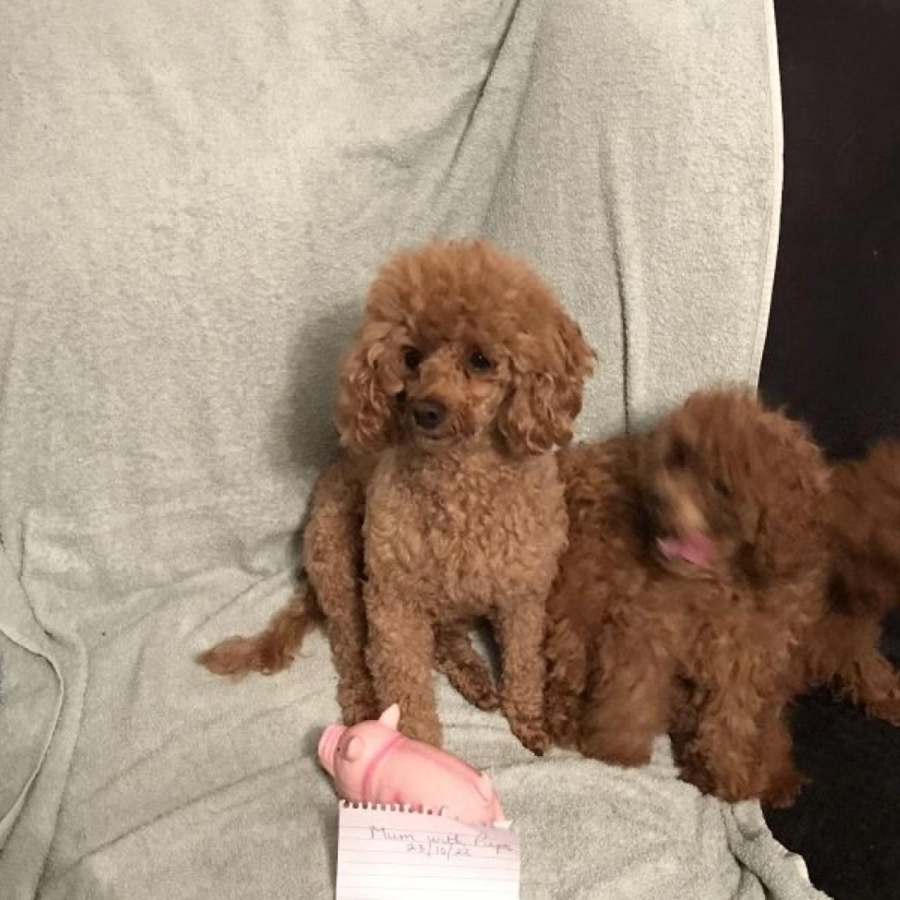 Toy Poodle puppies for sale