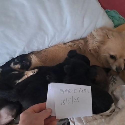 Long coat chihuahuas puppies for sale