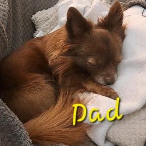 Long coat chihuahuas puppies for sale