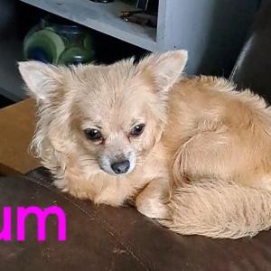 Long coat chihuahuas puppies for sale