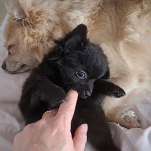 Long coat chihuahuas puppies for sale