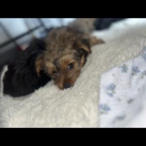 Yorkshire terrier puppies