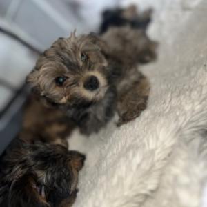 Yorkshire terrier puppies