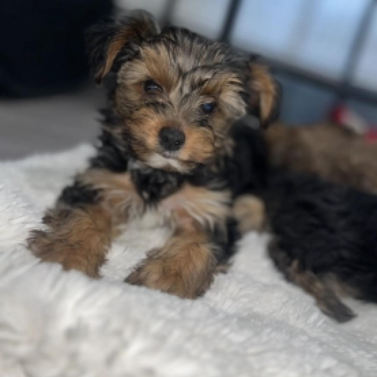 Yorkshire terrier puppies