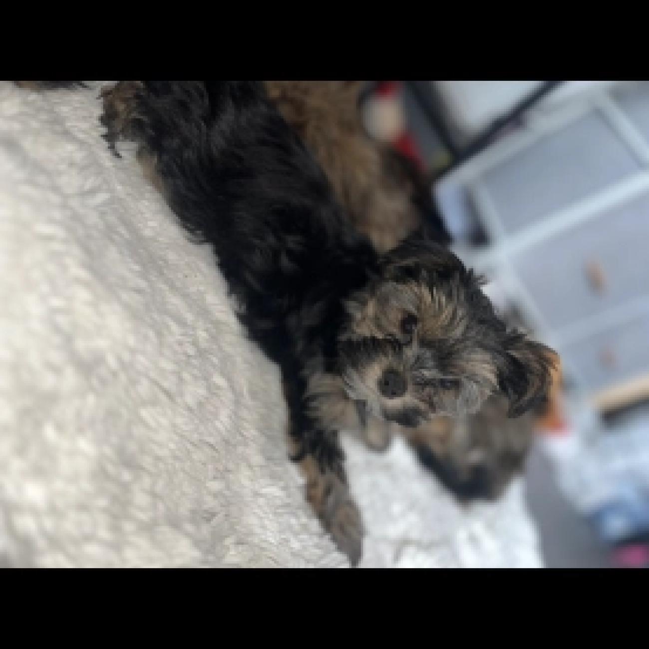 Yorkshire terrier puppies