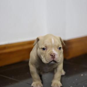 2 males 1 female American pocket bully puppies