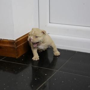 2 males 1 female American pocket bully puppies