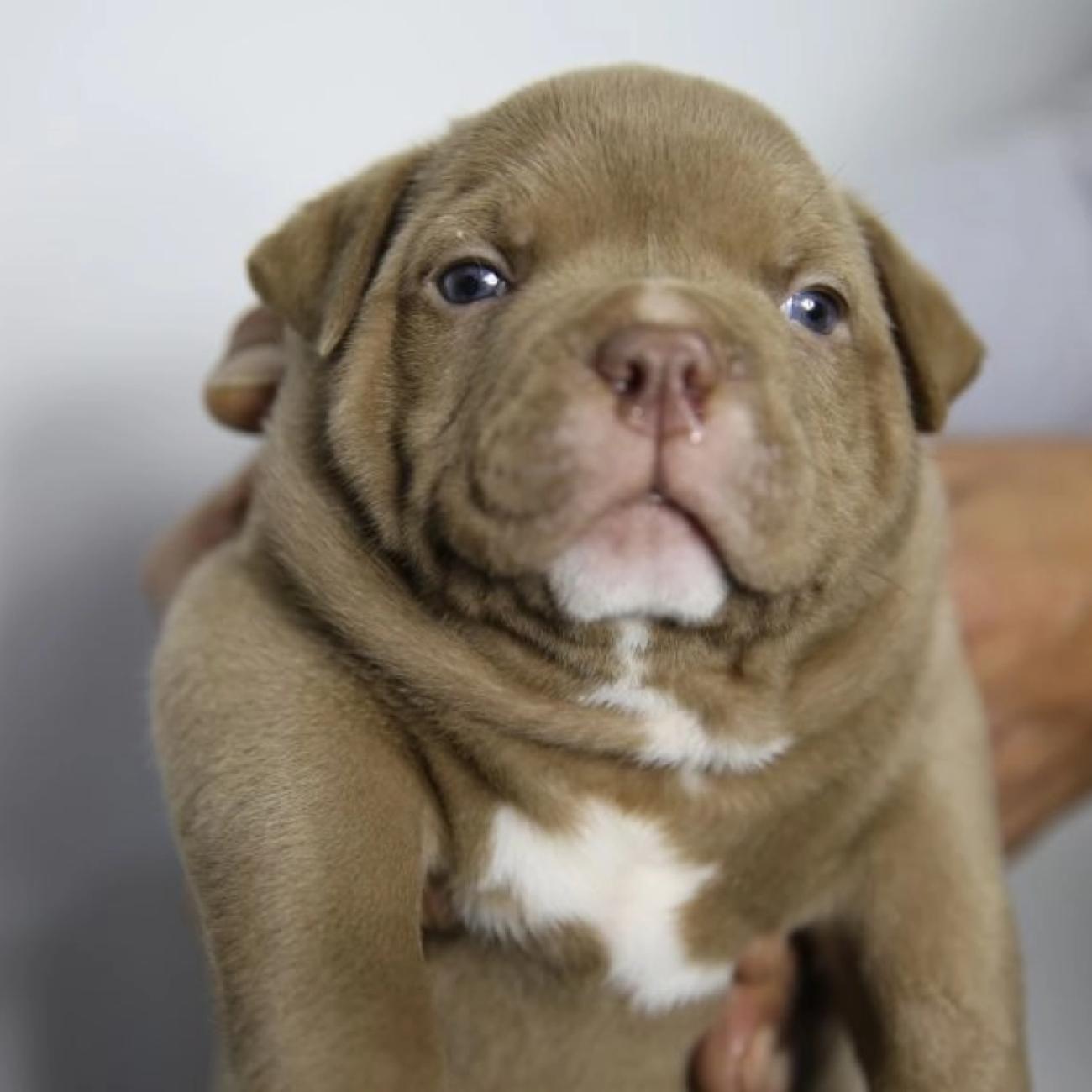 2 males 1 female American pocket bully puppies