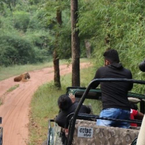 Luxury Tiger Safari in India