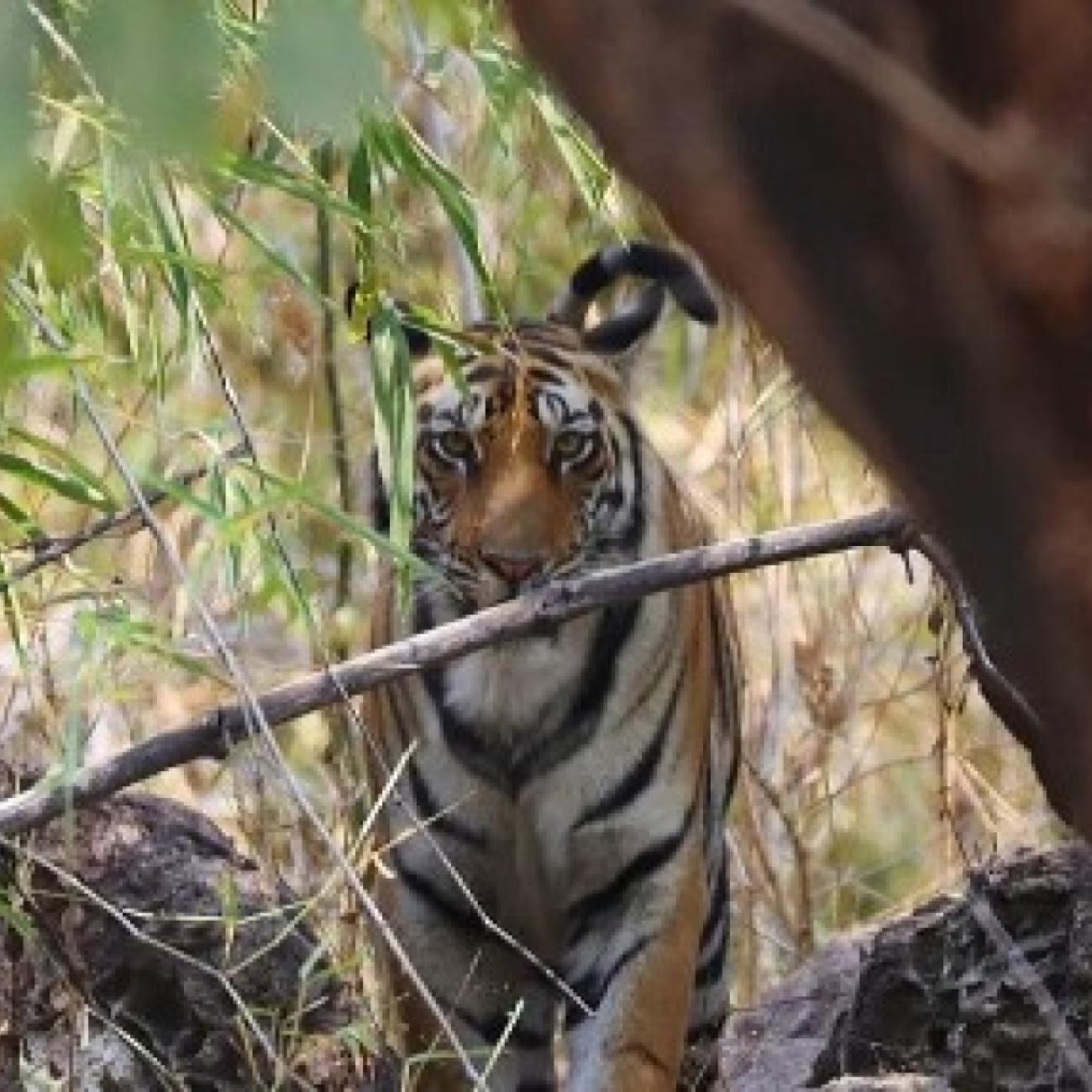 Luxury Tiger Safari in India