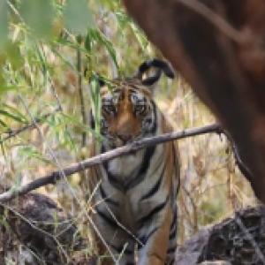 Luxury Tiger Safari in India