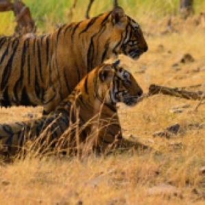 Luxury Tiger Safari in India