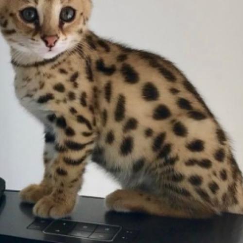 Savannah kittens for adoption 