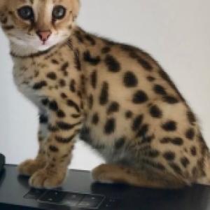Savannah kittens for adoption 