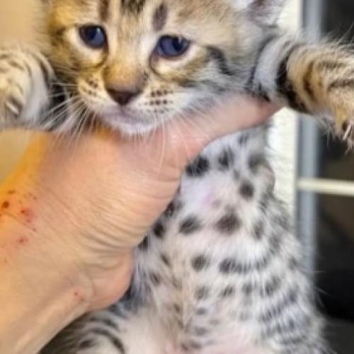 Savannah kitten 