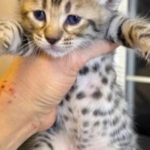 Savannah kitten 