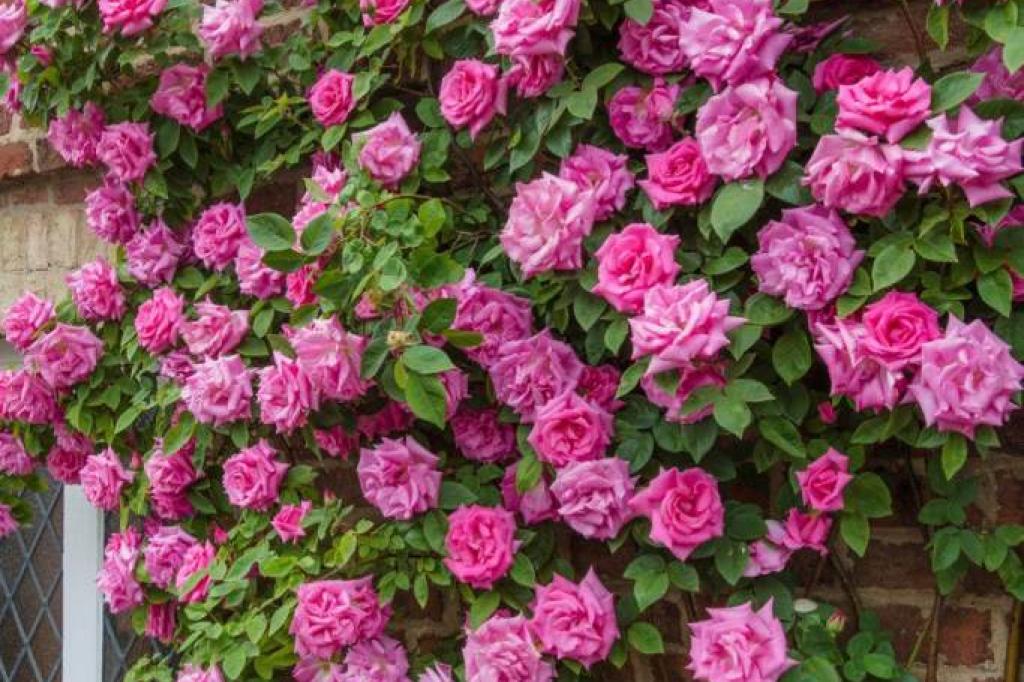 Nowtrade Free Classified Ads