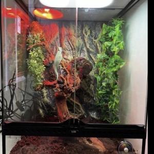 Bird cage and accessories