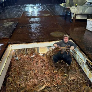 Live and Frozen King Crab for sale, Live/Frozen, RED King Crab, Alaskan King Crabs