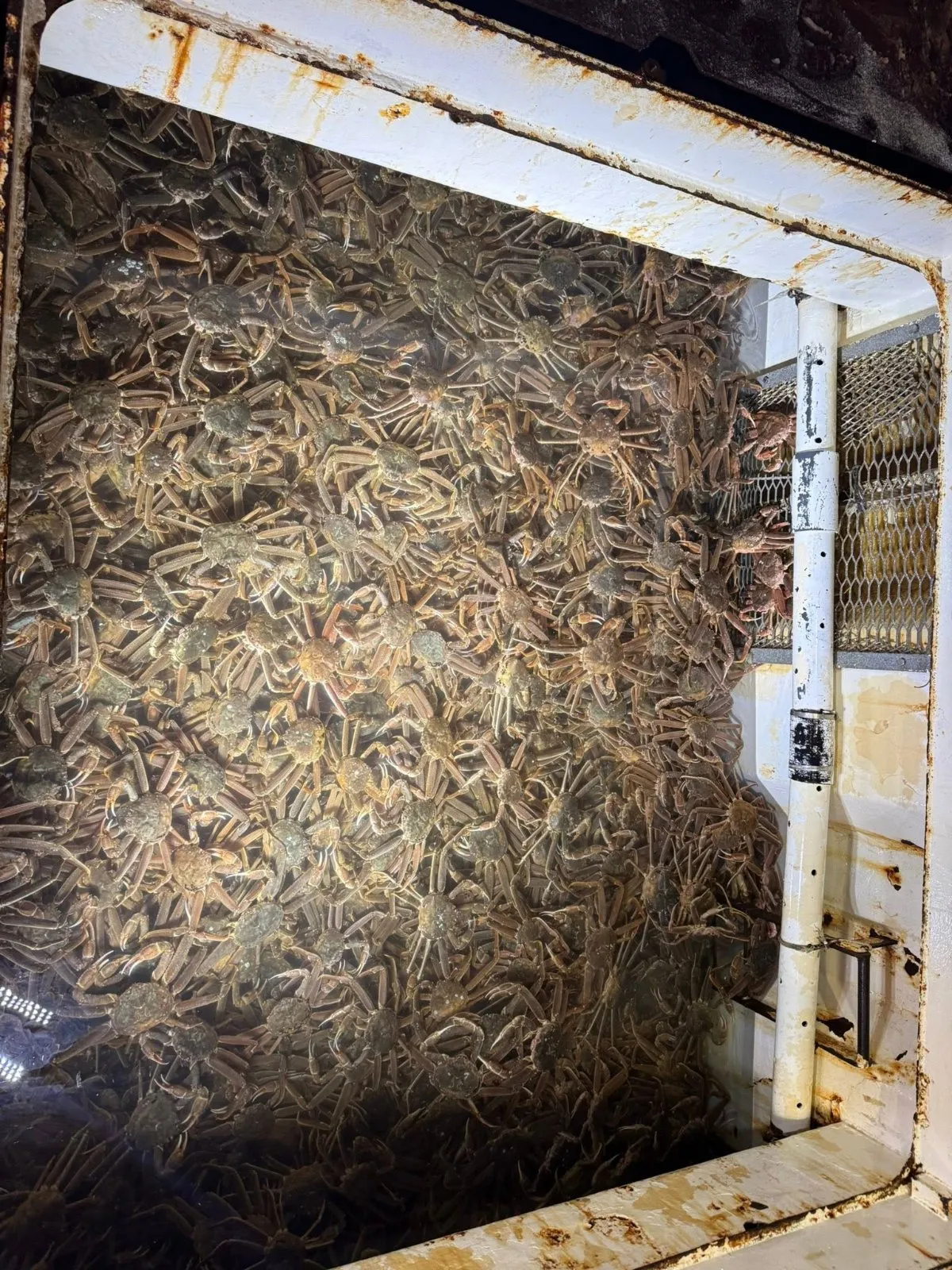 Live and Frozen King Crab for sale, Live/Frozen, RED King Crab, Alaskan King Crabs