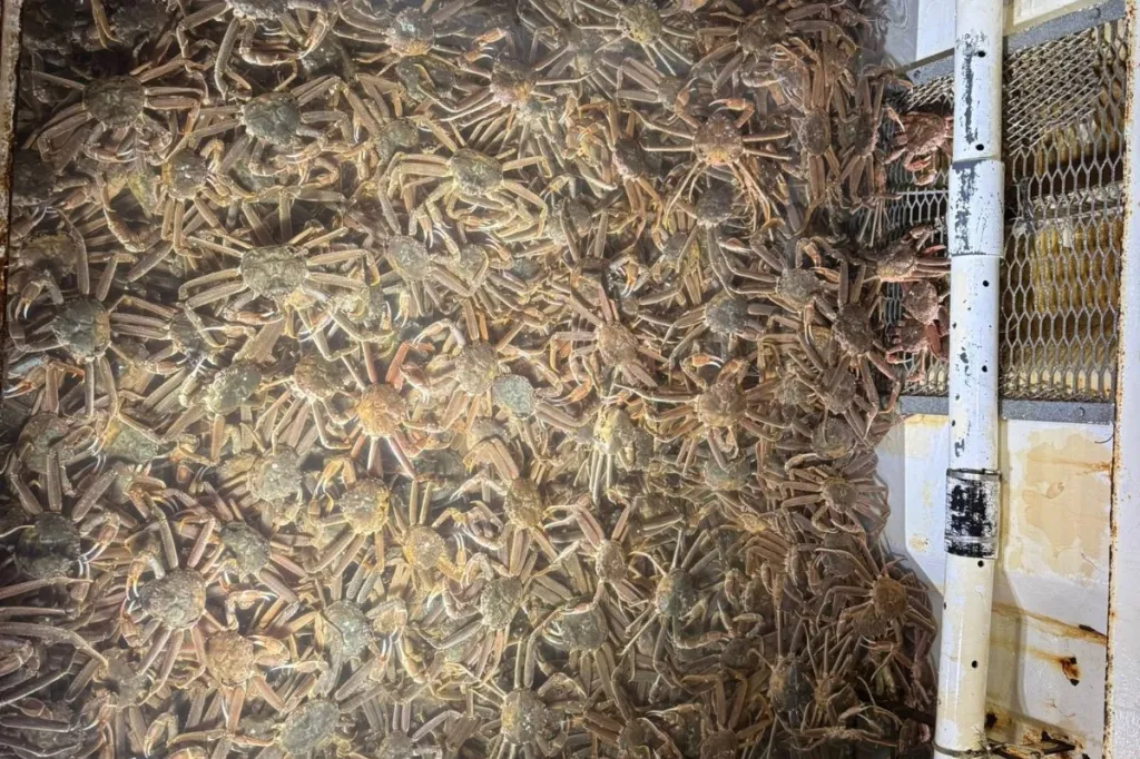 Live and Frozen King Crab for sale, Live/Frozen, RED King Crab, Alaskan King Crabs