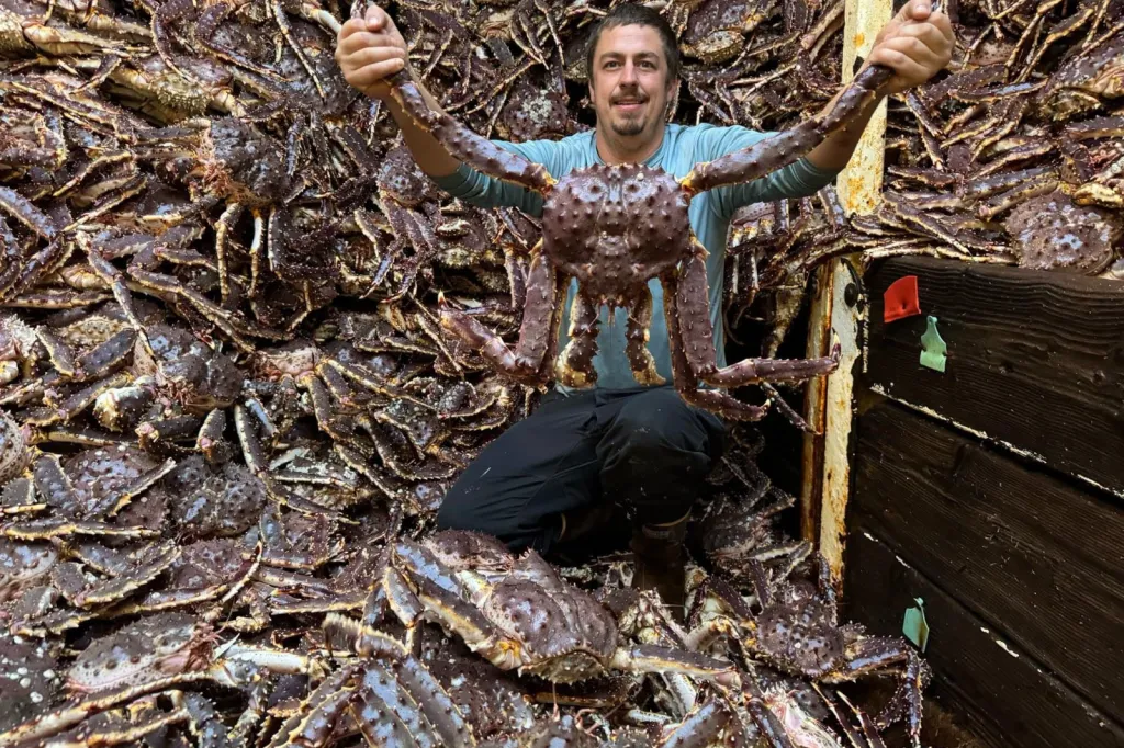 Live and Frozen King Crab for sale, Live/Frozen, RED King Crab, Alaskan King Crabs