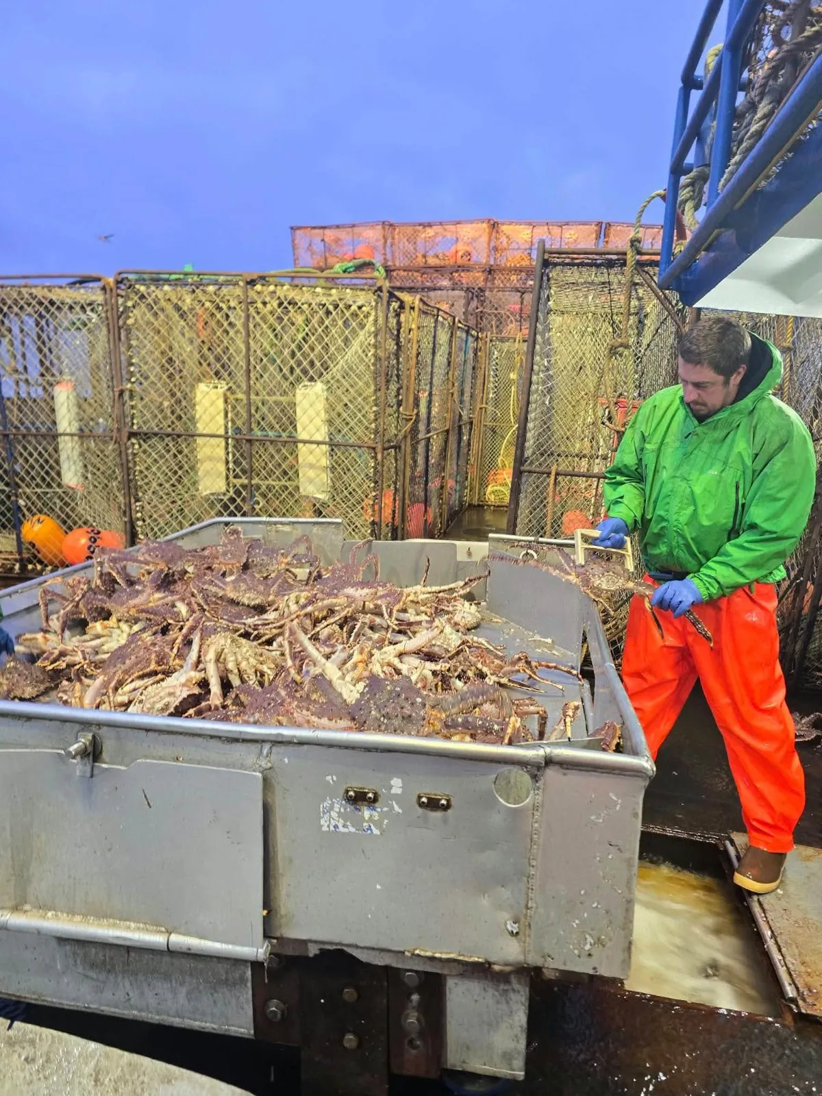 Live and Frozen King Crab for sale, Live/Frozen, RED King Crab, Alaskan King Crabs
