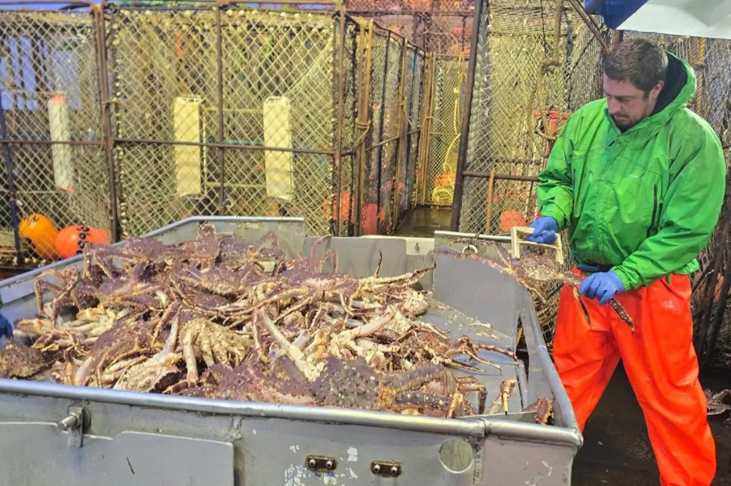 Live and Frozen King Crab for sale, Live/Frozen, RED King Crab, Alaskan King Crabs