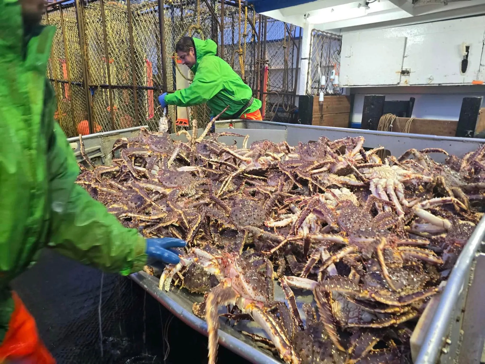 Live King Crab Premium Norwegian Red King Crab Supplier