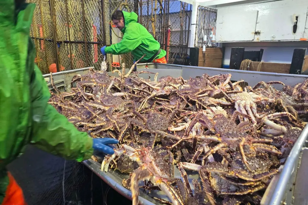 Live King Crab Premium Norwegian Red King Crab Supplier