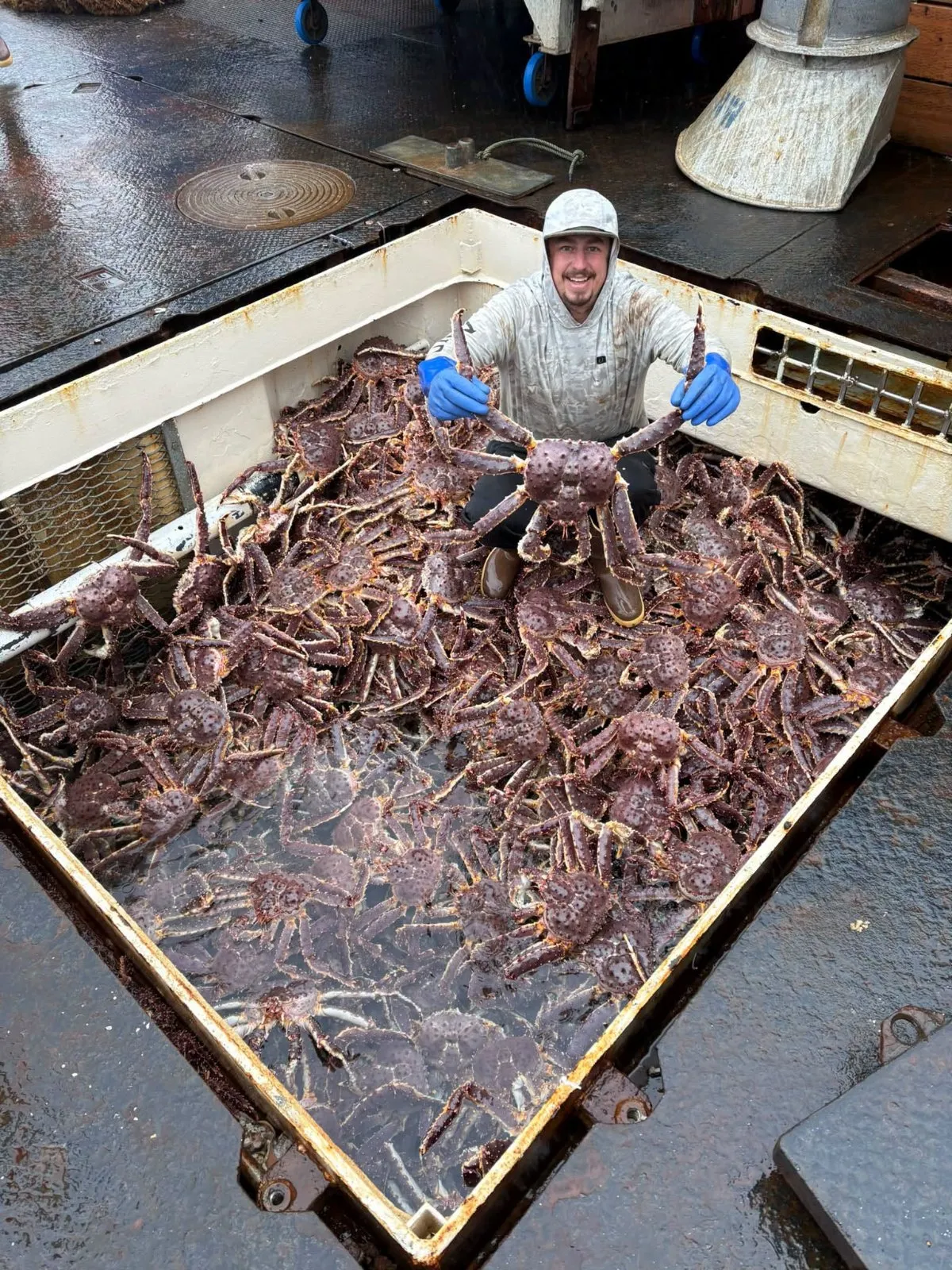 Live King Crab Premium Norwegian Red King Crab Supplier