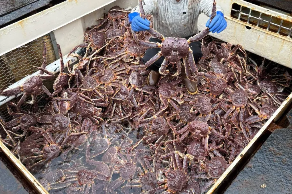 Live King Crab Premium Norwegian Red King Crab Supplier
