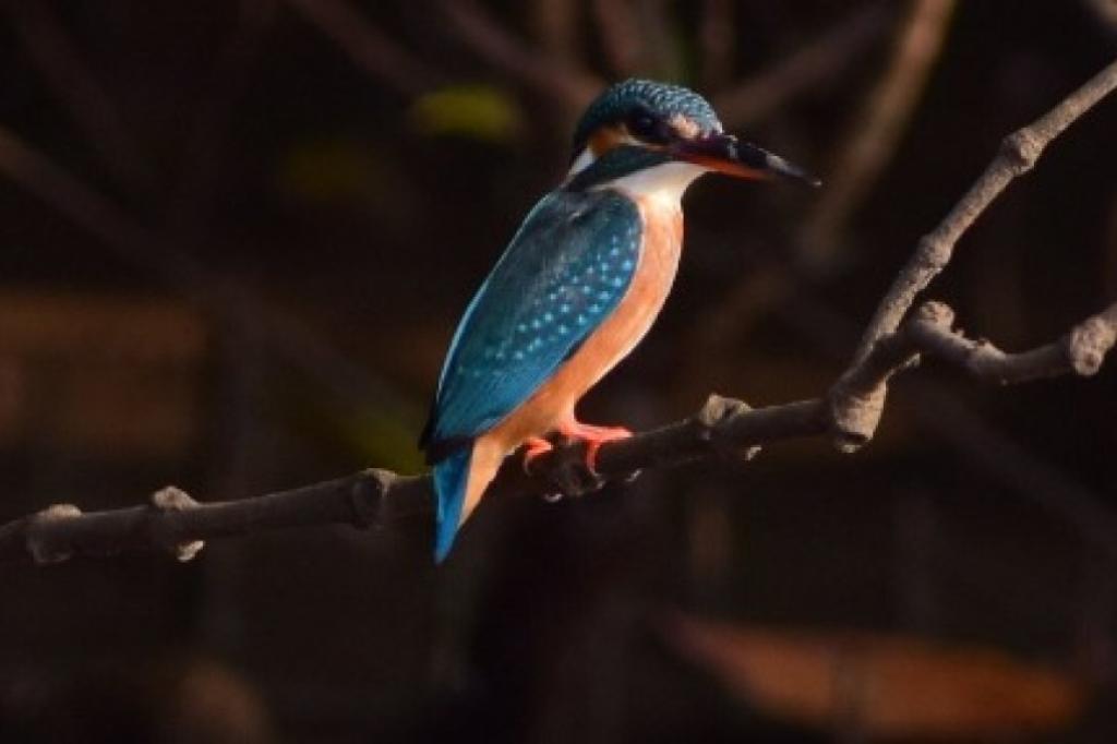 Nowtrade Free Classified Ads