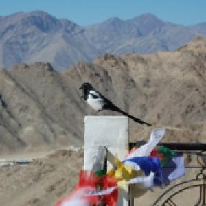 Nowtrade Free Classified Ads