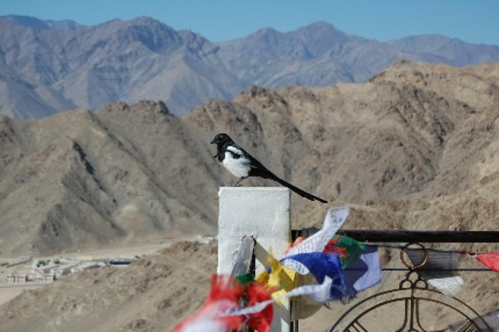 Nowtrade Free Classified Ads