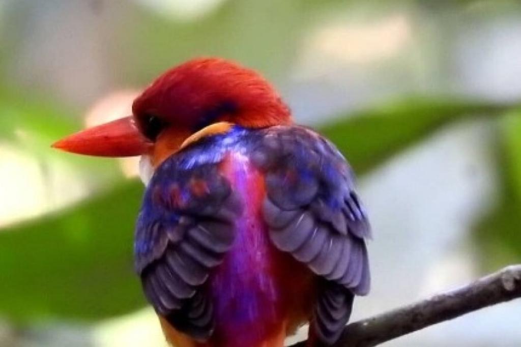 Nowtrade Free Classified Ads