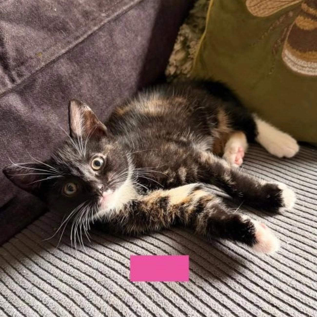 Beautiful kittens for sale