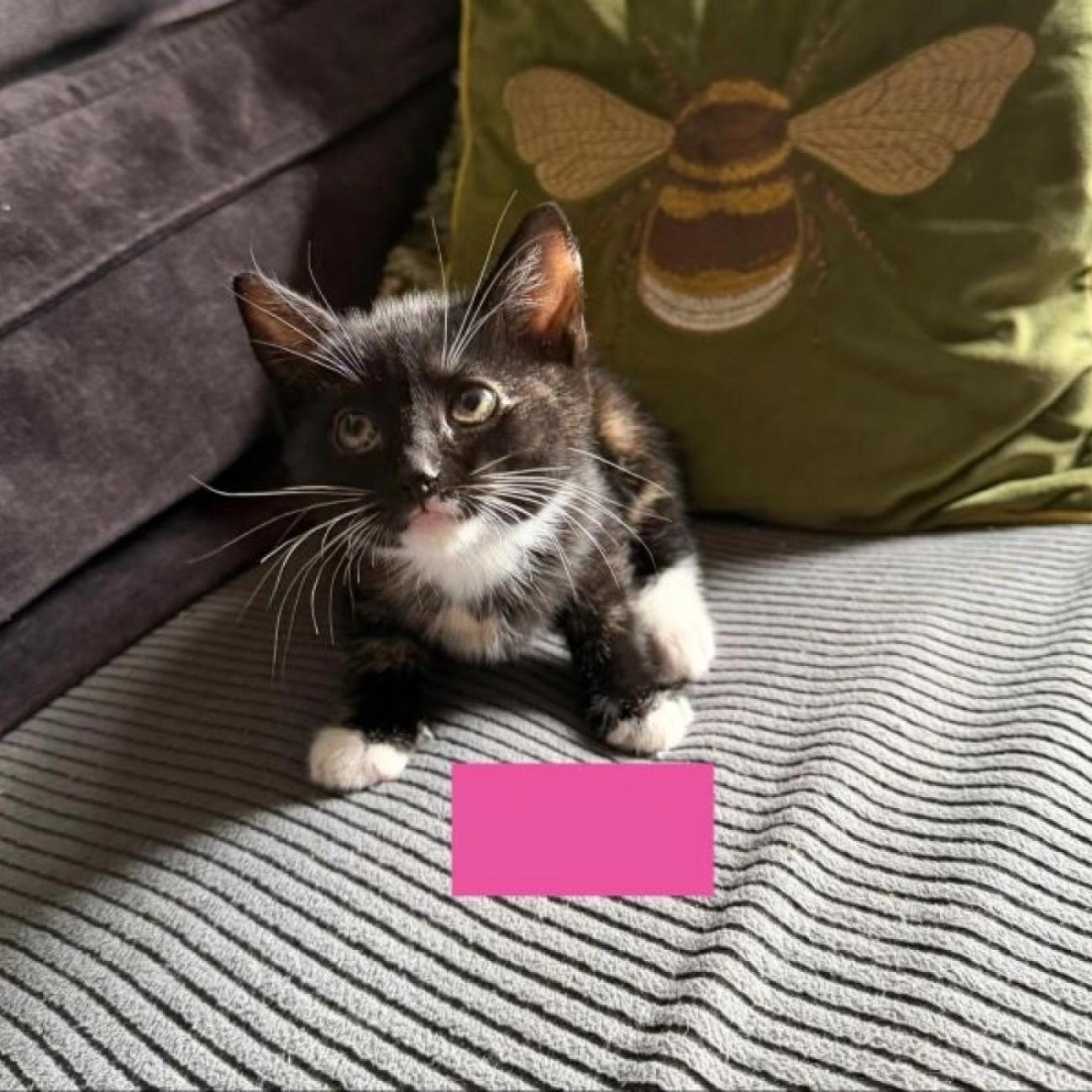 Beautiful kittens for sale