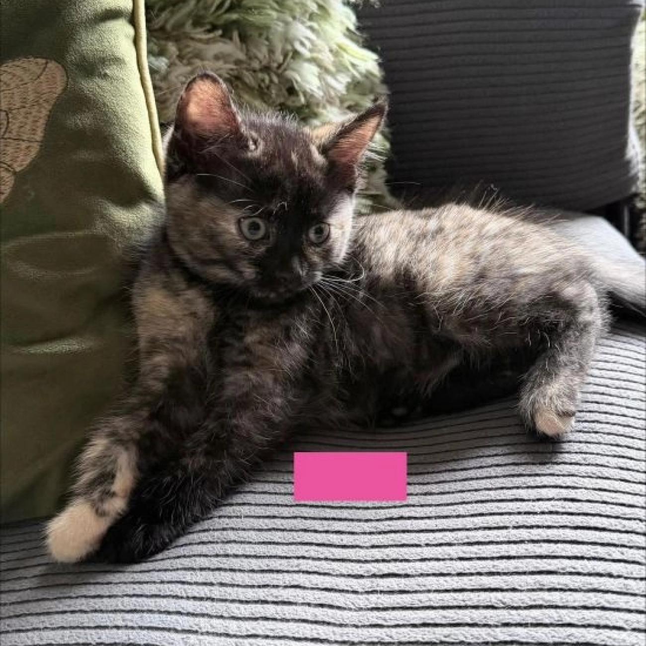 Beautiful kittens for sale