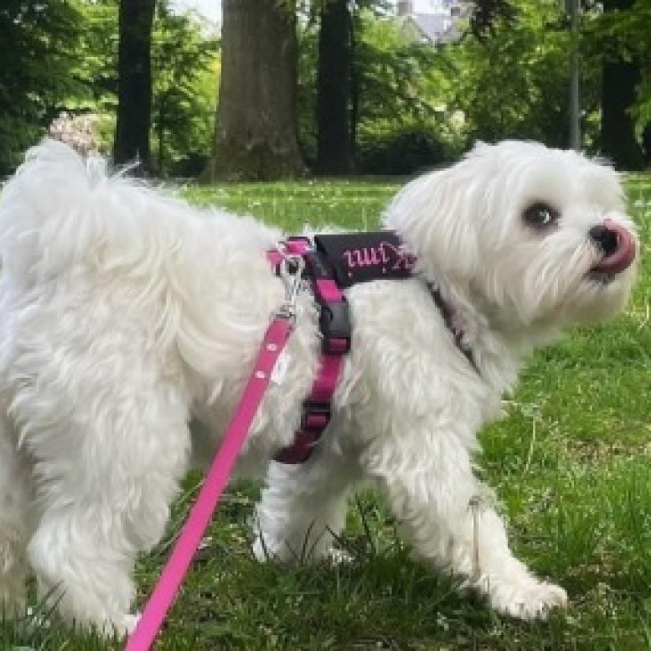 Beautiful Maltese girl for a wonderful home 