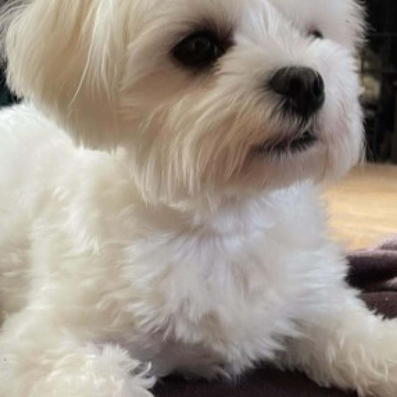Beautiful Maltese girl for a wonderful home 
