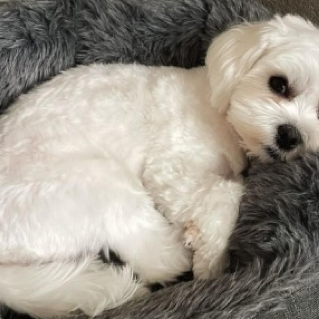 Beautiful Maltese girl for a wonderful home 