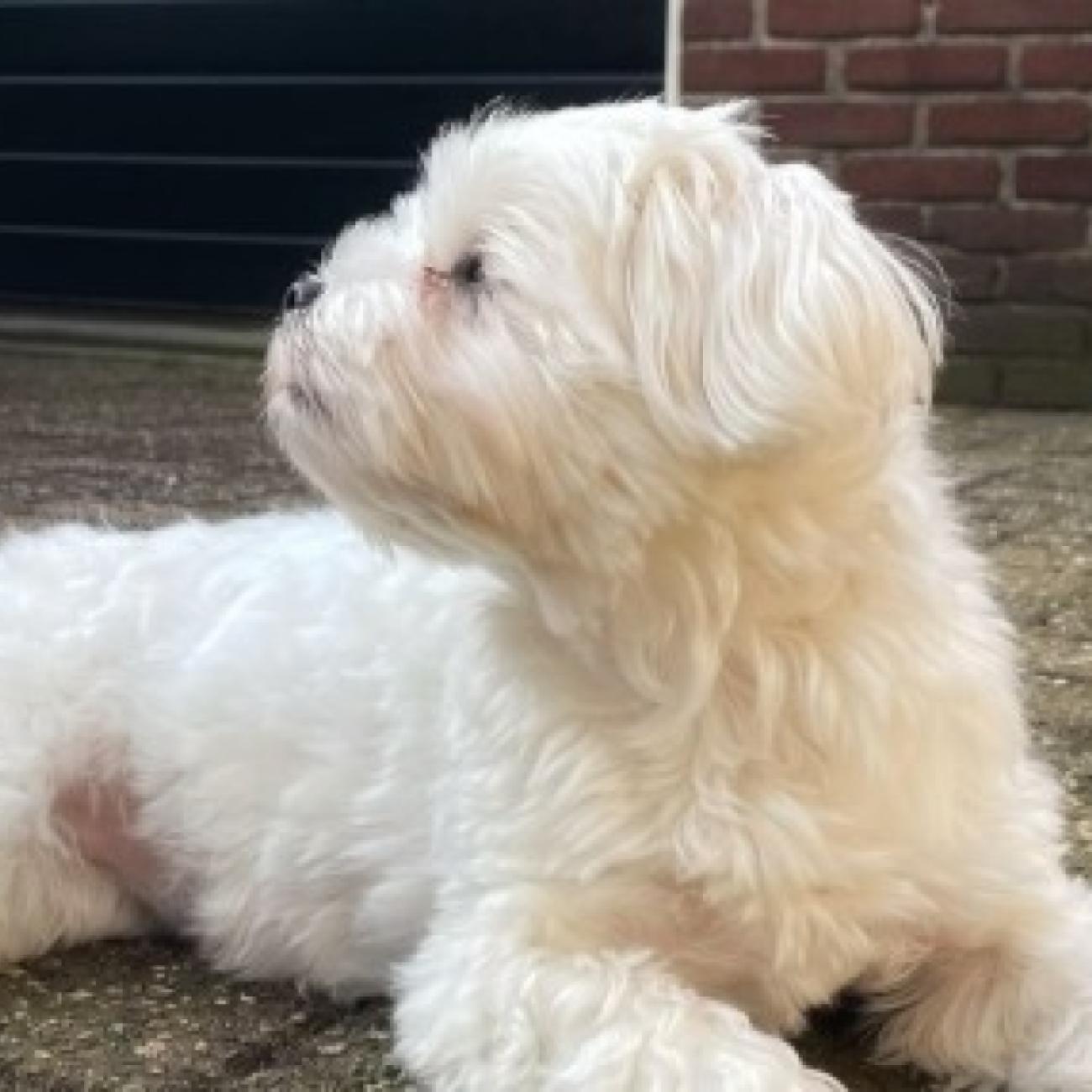 Beautiful Maltese girl for a wonderful home 