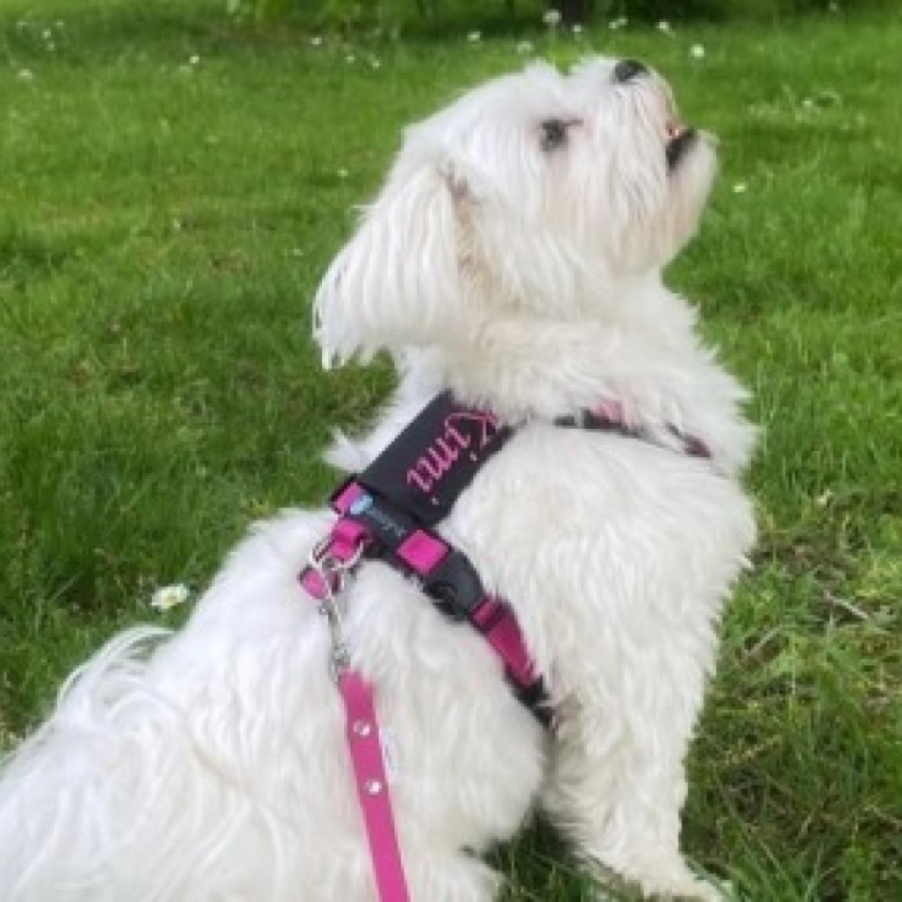 Beautiful Maltese girl for a wonderful home 