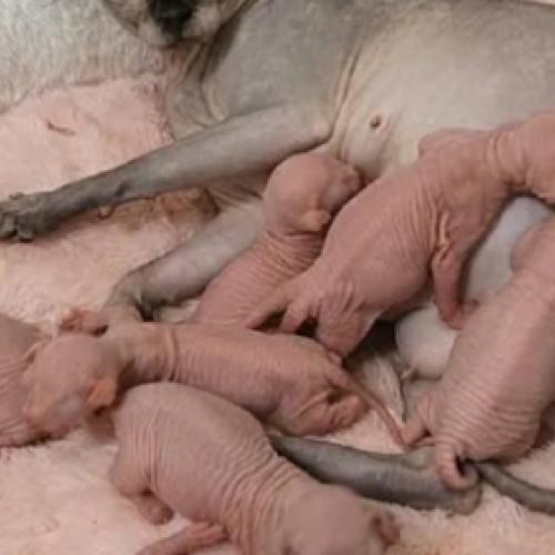 Stunning Sphynx Kittens Available