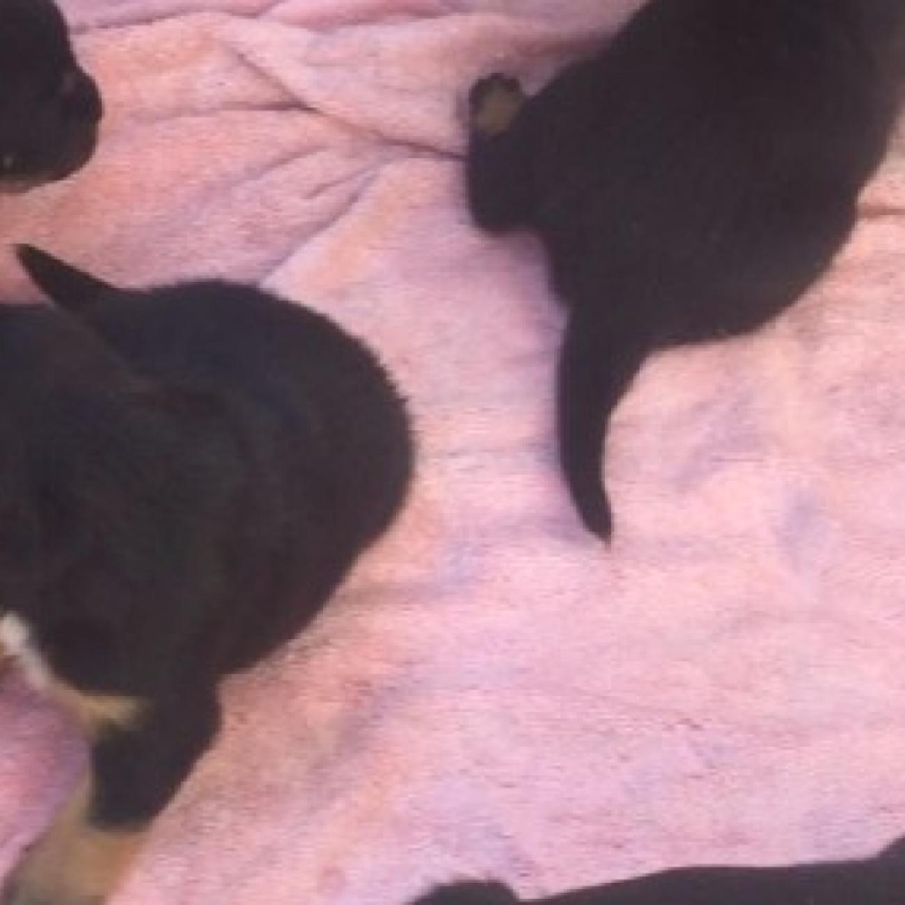 Beautiful 6-Month-Old Rottweiler Puppy Looking for Loving Home