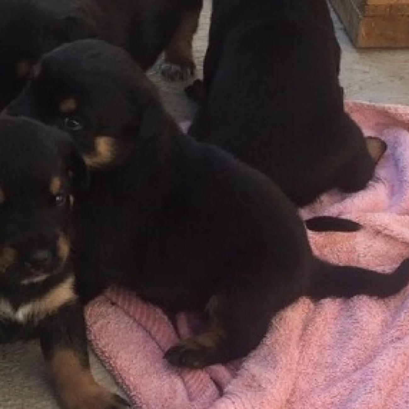 Beautiful 6-Month-Old Rottweiler Puppy Looking for Loving Home
