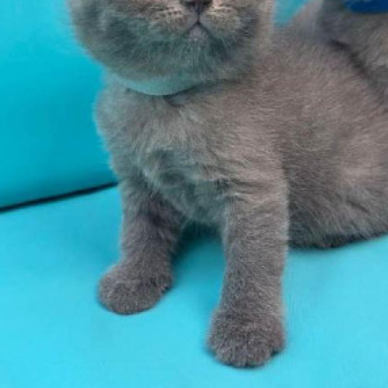 ...We have adorable 6 British Blue kittens, 3 boys and 3 girls. 