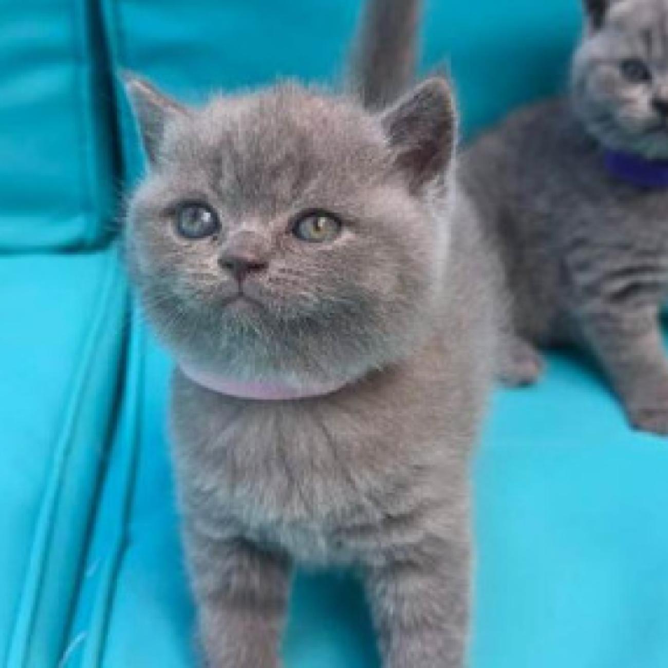 ...We have adorable 6 British Blue kittens, 3 boys and 3 girls. 